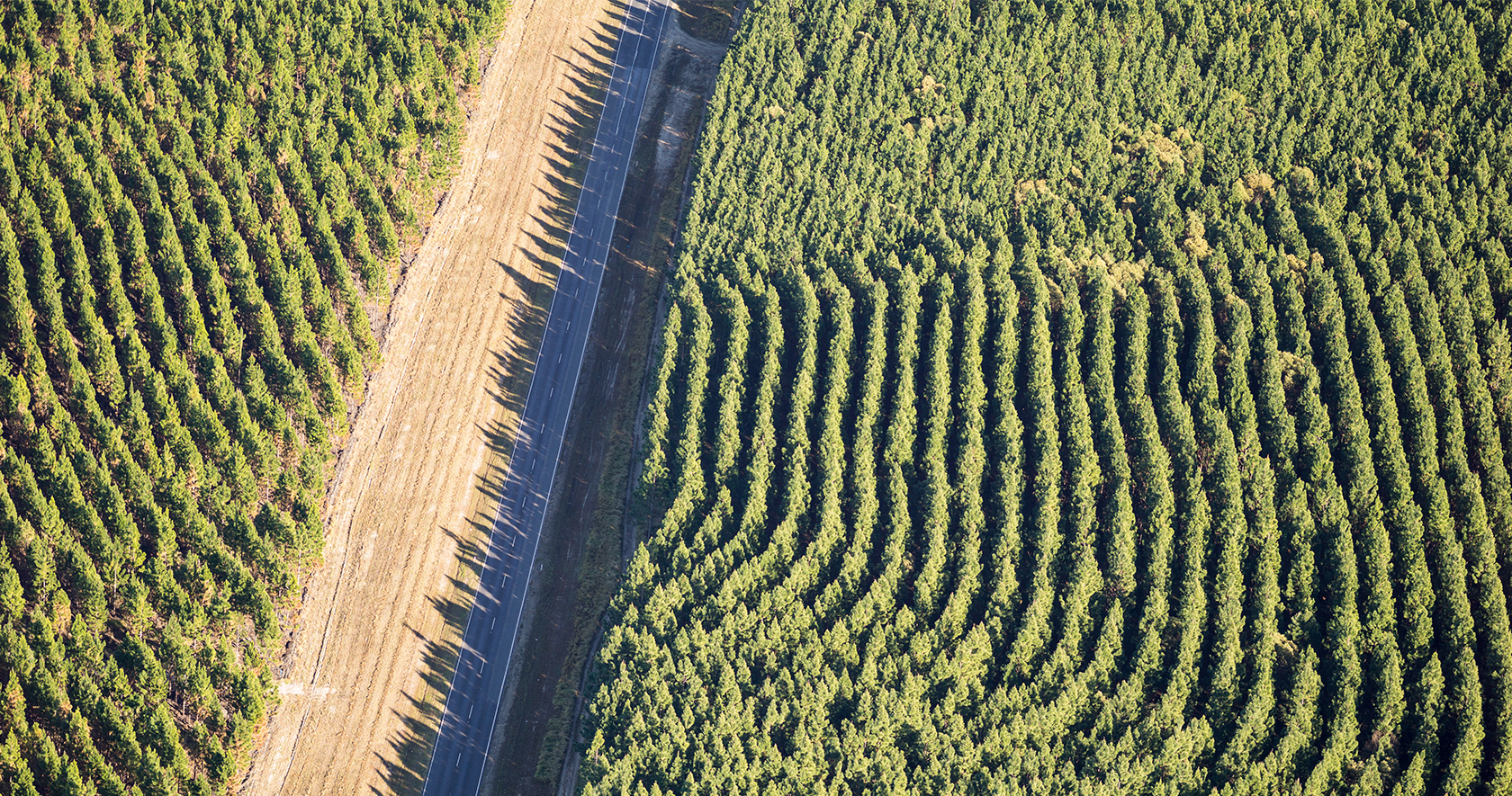 Regional Mapping Forestry